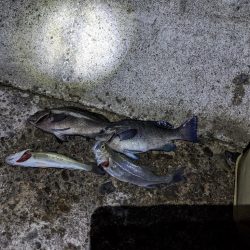 電気ウキも楽しい👍