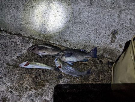 電気ウキも楽しい👍