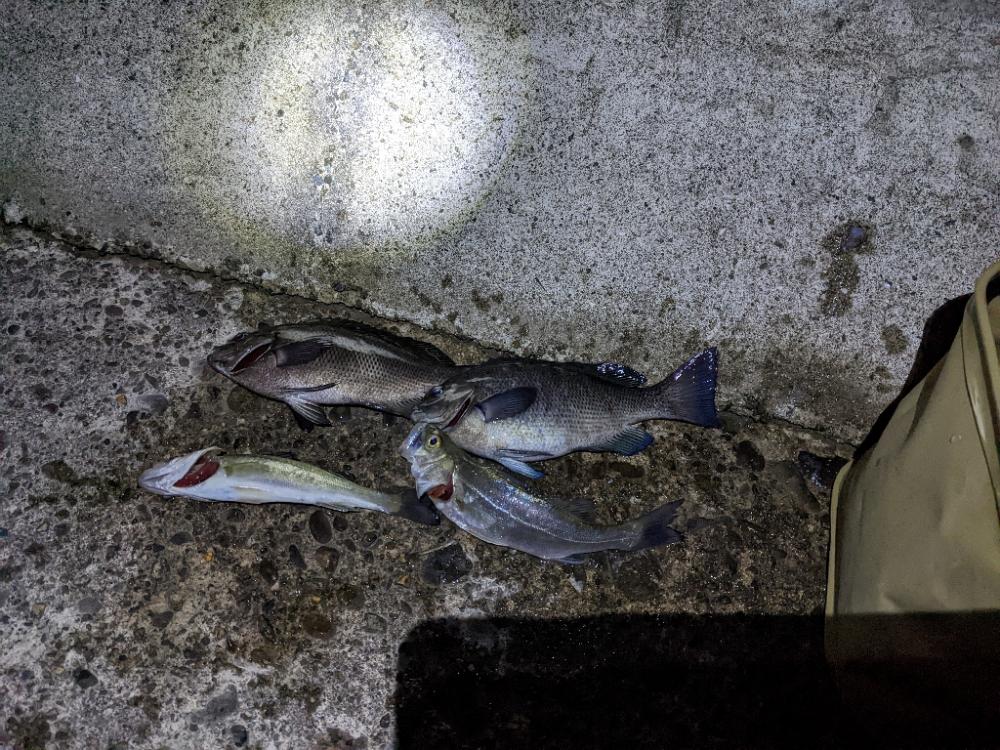 電気ウキも楽しい👍