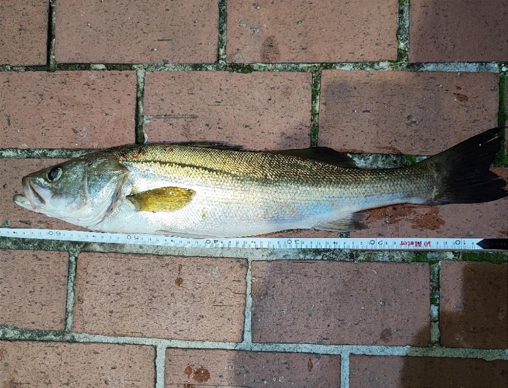 横浜エリア運河にて60upシーバス