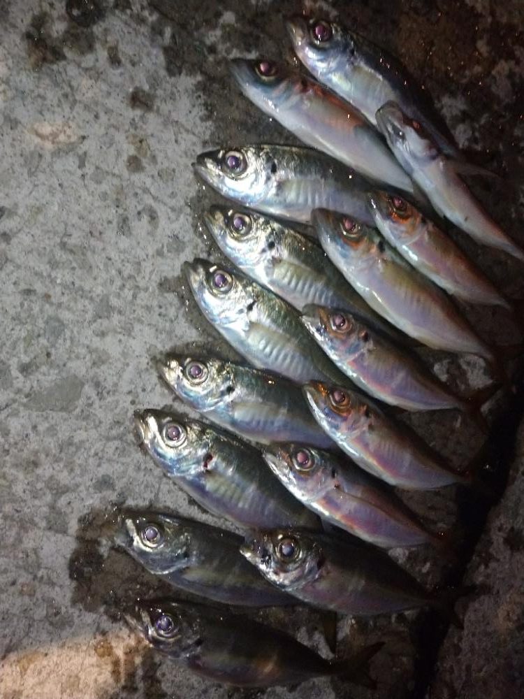 めっちゃ寒い🥶