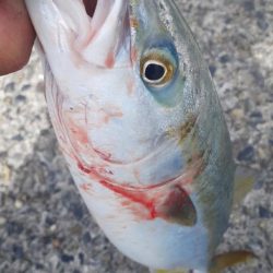 最近サイズがバラバラです～