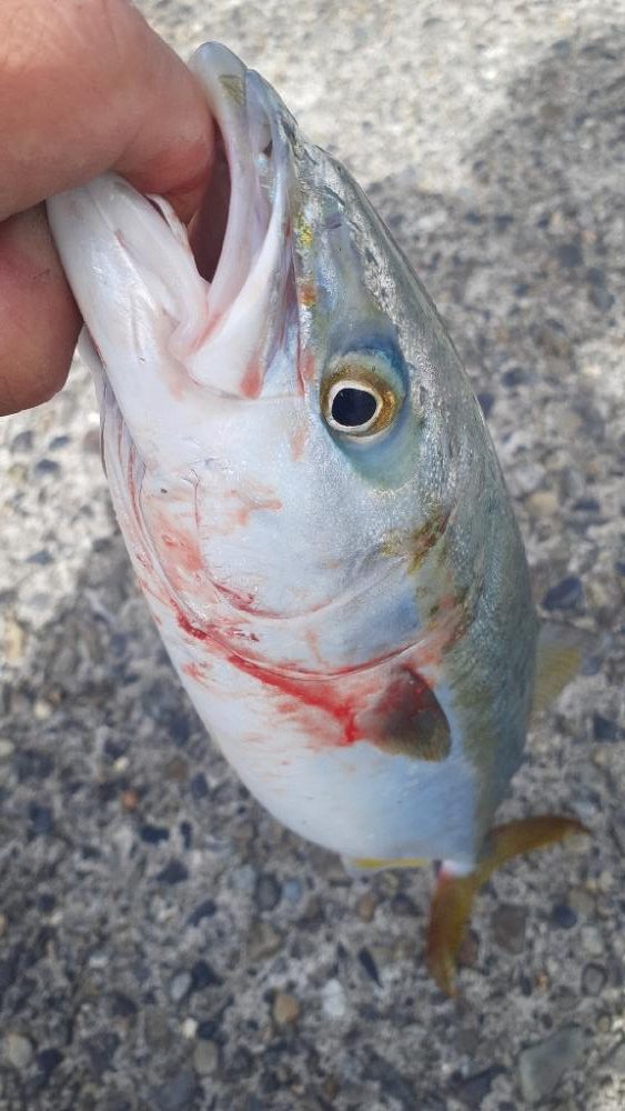 最近サイズがバラバラです～