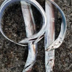 タチウオ　ここしか釣れない