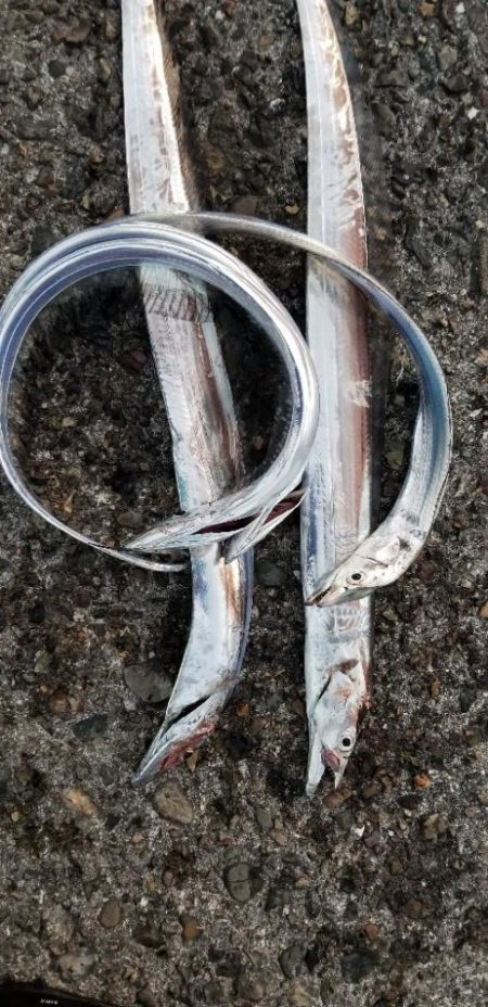 タチウオ　ここしか釣れない