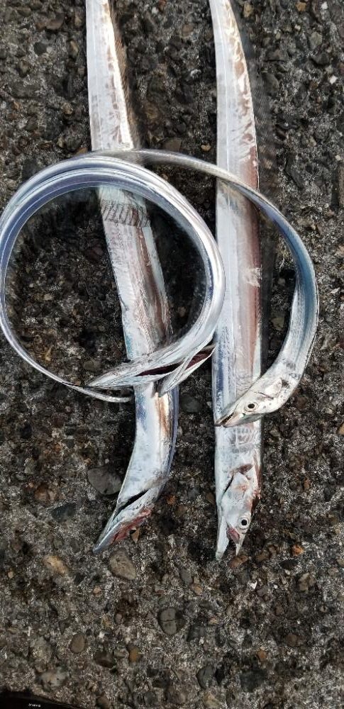 タチウオ　ここしか釣れない