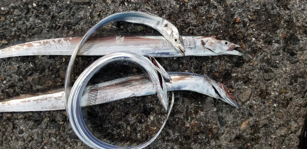 タチウオ　ここしか釣れない