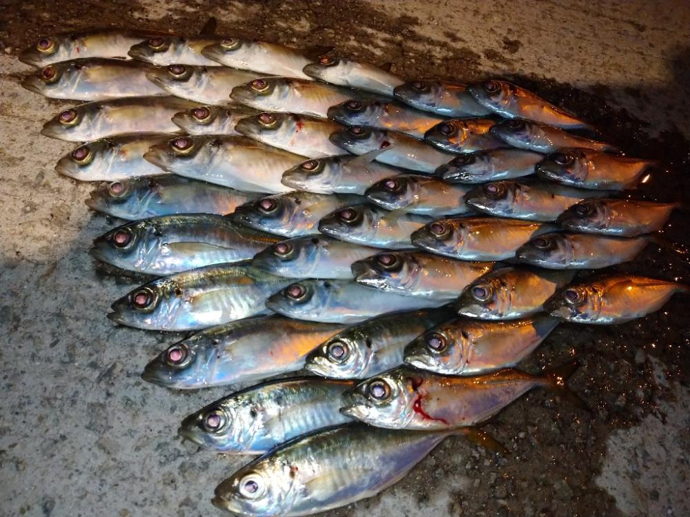 今夜は良い感じ