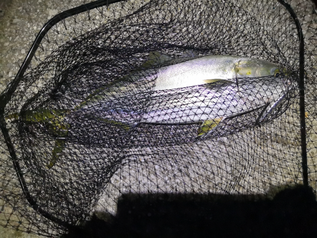 ショアジギングでメジ4匹