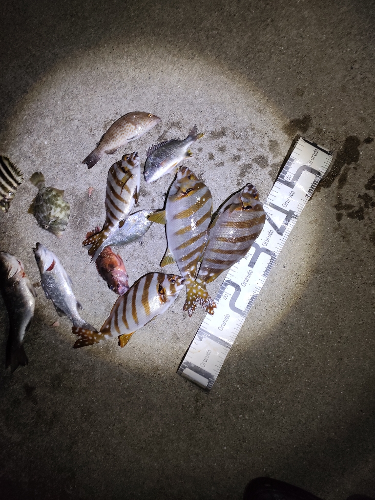 10/6釣果 タカノハダイ連発