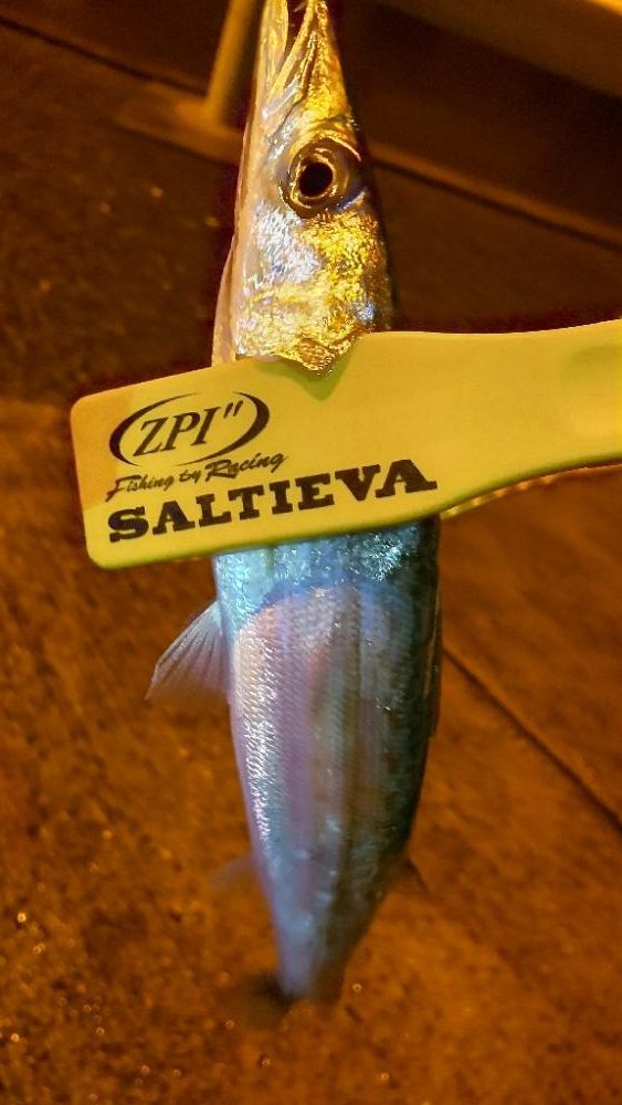 アジ探し@谷川周辺