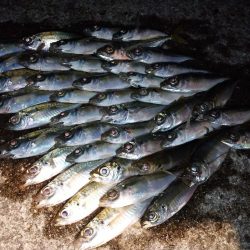 豆アジばかり😫