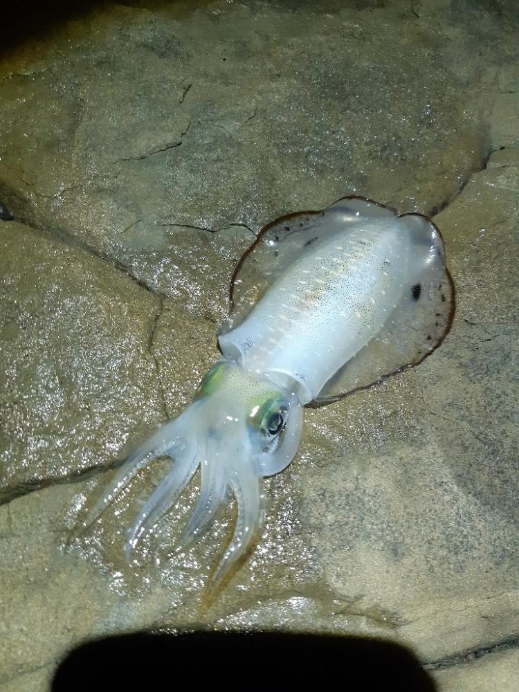 少しサイズアップる