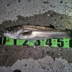 市内港湾部にてシーバスゲット!