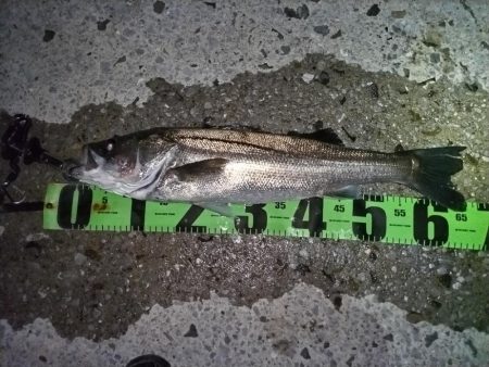 市内港湾部にてシーバスゲット!