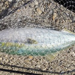 メジちゃん＆エッソー