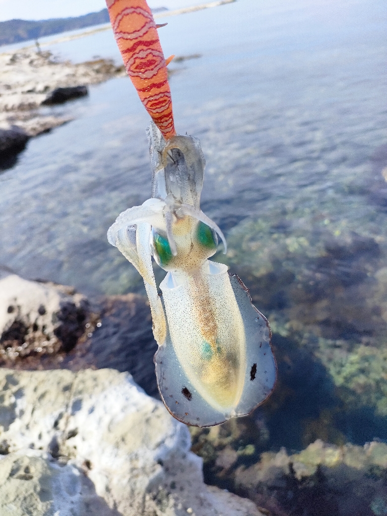 浜田地磯釣行最終日