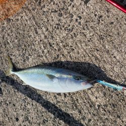 ヤズとサゴシは良く釣れてたよ