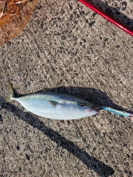 ヤズとサゴシは良く釣れてたよ