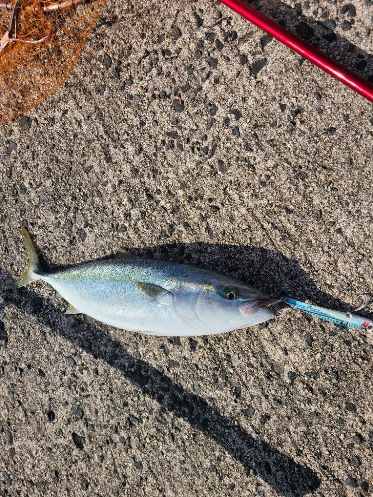 ヤズとサゴシは良く釣れてたよ