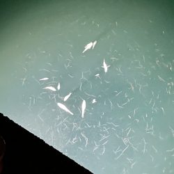 田ノ浦漁港で五目