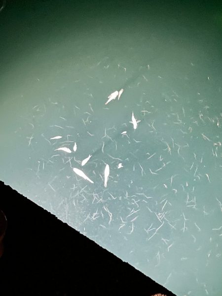 田ノ浦漁港で五目