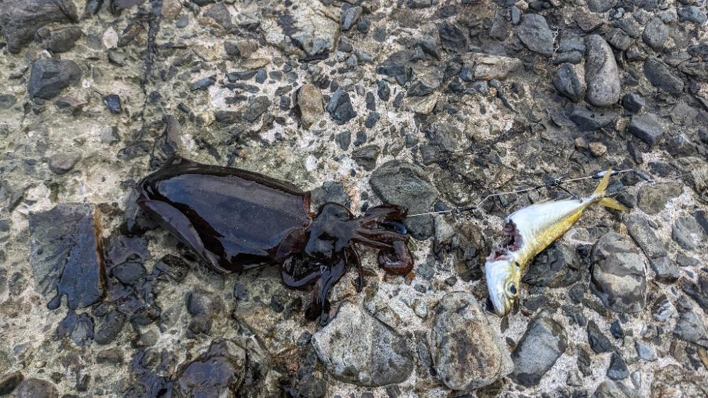 ヤエン修行で初ヤエンアオリゲット