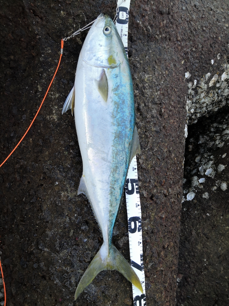 ショアジギングでメジロ