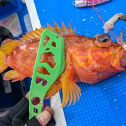 マハタ・キントキ狙い