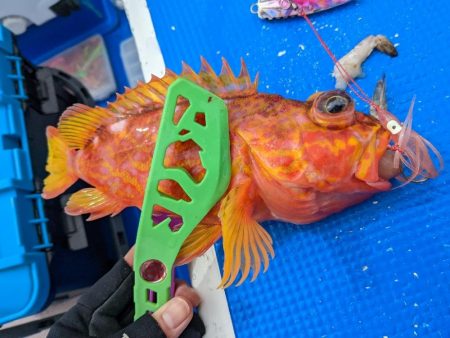 マハタ･キントキ狙い