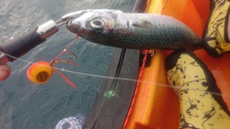 カヤックフィッシング