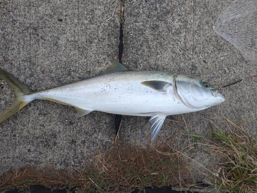 爆風の中でのショアジギング