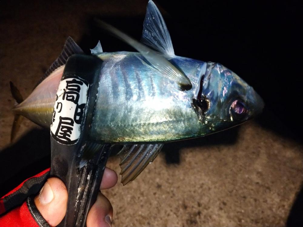 尺アジチャレンジ