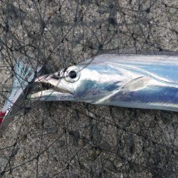 ショアジギング