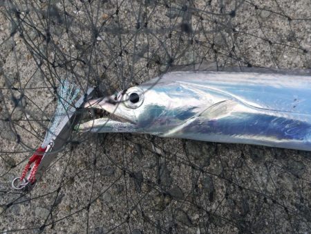 ショアジギング