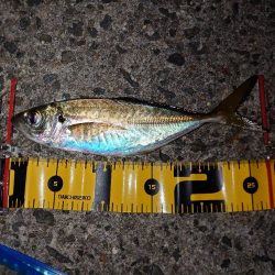 初めてのカゴ釣り挑戦