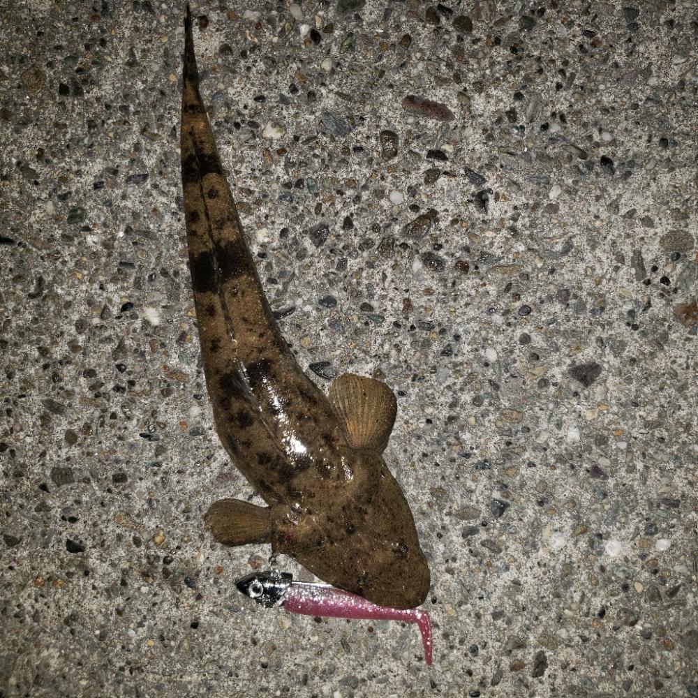 おはようマゴチさん！く