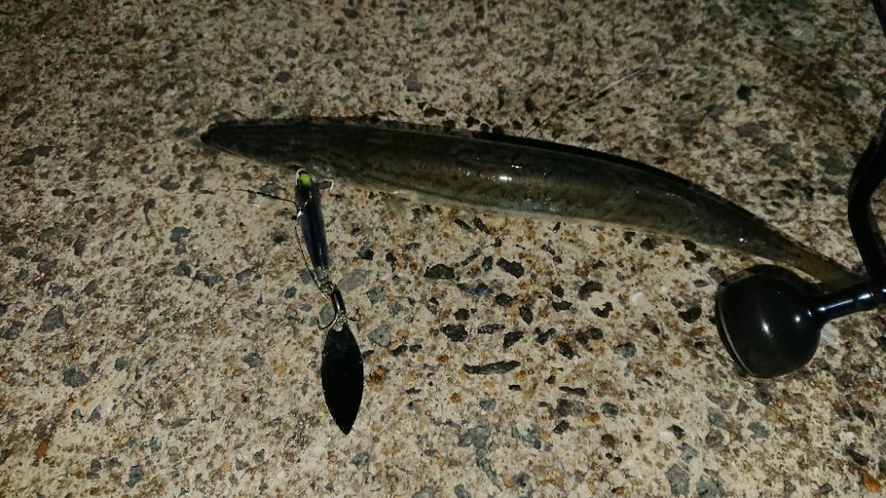 対馬エギング釣果