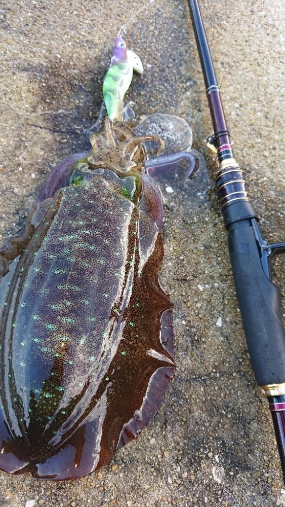 対馬エギング釣果