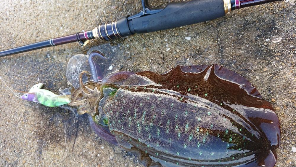 対馬エギング釣果