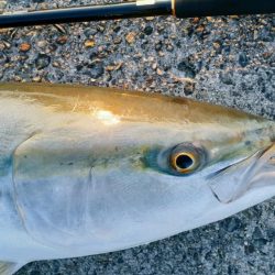 サワラ求めてショアジギ調査