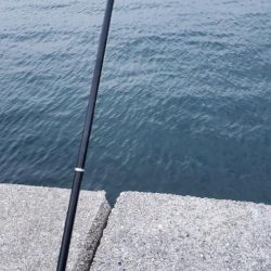 アオリイカ釣れた！