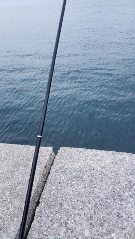 アオリイカ釣れた！