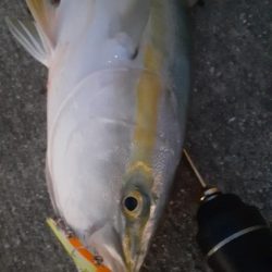 先日に続きブリ族はいい感じ