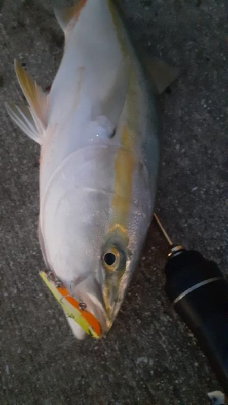 先日に続きブリ族はいい感じ