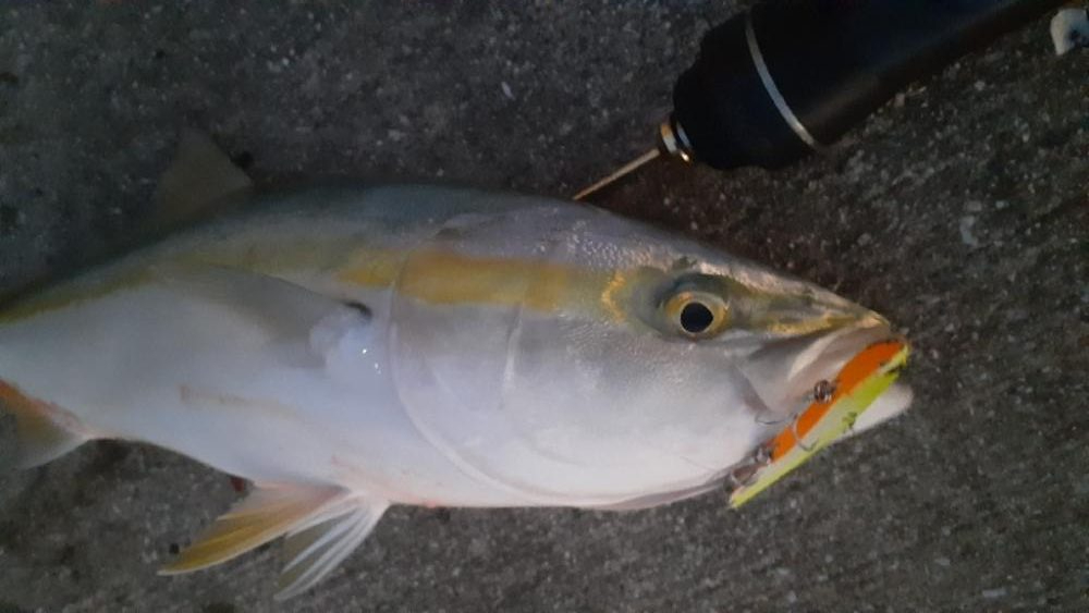 先日に続きブリ族はいい感じ