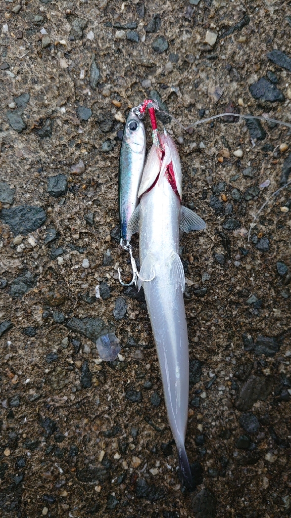 1年振りのメジロさん