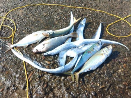 久しぶりにホームで爆釣♪