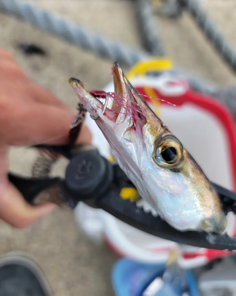 ジグパラでカマス