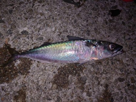 太刀魚狙いが…